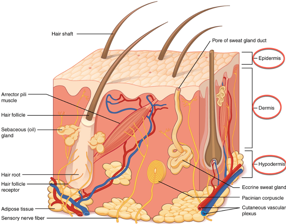 layers of skin diagram tattoo